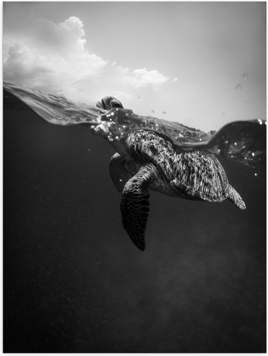 Poster Glanzend – Zeeschildpad aan het Wateroppervlak (Zwart- wit) - 60x80 cm Foto op Posterpapier met Glanzende Afwerking