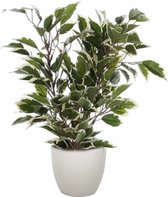 Plante artificielle ficus vert/blanc 40 cm avec cache-pot taupe D13,5 et H12,5 cm