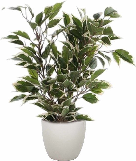 Ficus kunstplant met groen-witte bladeren in een witte pot.