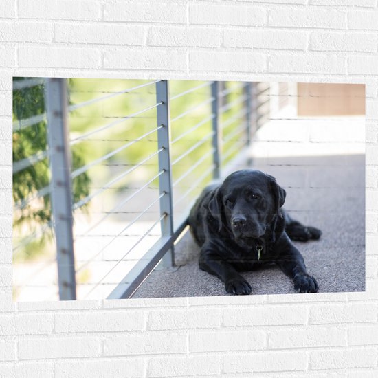WallClassics - Muursticker - Liggendde Hond op Stoep - 105x70 cm Foto op Muursticker