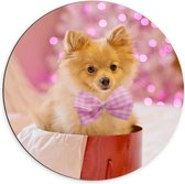 Dibond Muurcirkel - Bruin Hondje met Roze Strik - 70x70 cm Foto op Aluminium Muurcirkel (met ophangsysteem)