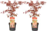 Plant in a Box - Acer palmatum ´Atropurpureum´ - Set van 2 - Japanse Esdoorn - Donkerrode bladeren - Pot 19cm - Hoogte 60-70cm
