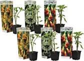 Plant in a Box - Mix van 6 Brugmansia - Trompetvormige bloemen - Verschillende kleuren - Pot 9cm - Hoogte 25-40cm