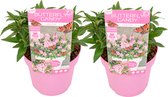 Plant in a Box - Buddleja Candy Little Pink - Set van 2 - Buddleja davidii - Vlinderstruik Winterhard - Roze Bloemen - Pot 19cm - Hoogte 30-40cm