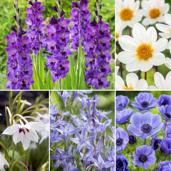 Plant in a Box - Bulb Garden Blue - Bollenmix - 125 stuks - Mix van verschillende bollen - Dahlia's, Gladiolen, Freesia, Oxalis - Plant uw zomertuin in het voorjaar!