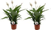 PLANT IN A BOX Spathiphyllum Spoon Plant - Set de 2 plantes d'intérieur - pot ⌀17 cm - Hauteur ↕ 70-80 cm