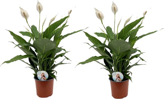 Plant in a Box - Spathiphyllum Lima - Set van 2 - Luchtzuiverende kamerplant - Pot 17cm - Hoogte 60-75cm