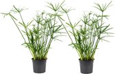 Bol.com Plant in a Box - Cyperus alternifolius - Set van 2 - Perfect als decoratie in huis - Pot 14cm - Hoogte 40-50cm aanbieding