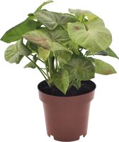 Plant in a Box - Syngonium Milk Confetti - Pijlvormige bladeren - Klimplant - Kamerplant - Pot 12cm - Hoogte 20-30cm