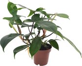 Plant in a Box - Philodendron Florida Green - Luchtzuiverende kamerplant - Pot 12cm - Hoogte 20-30cm