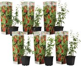 Plant in a Box - Lycium Barbarum - Set van 6 - Boksdoorn - Goji bes - Pot 9cm - Hoogte 25-40cm