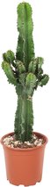 PLANT IN A BOX Euphorbia  - Cowboy Cactus - kamerplant - Hoogte ↕ 55 - 65 cm