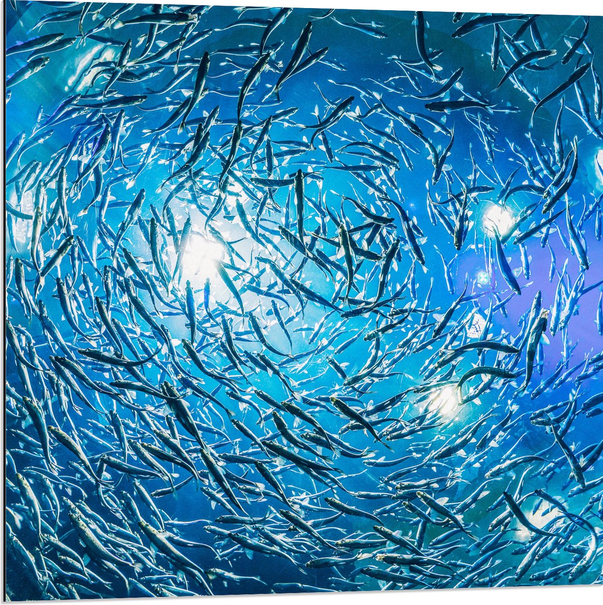 Dibond - School Vissen in een Groot Aquarium - 80x80 cm Foto op Aluminium (Met Ophangsysteem)