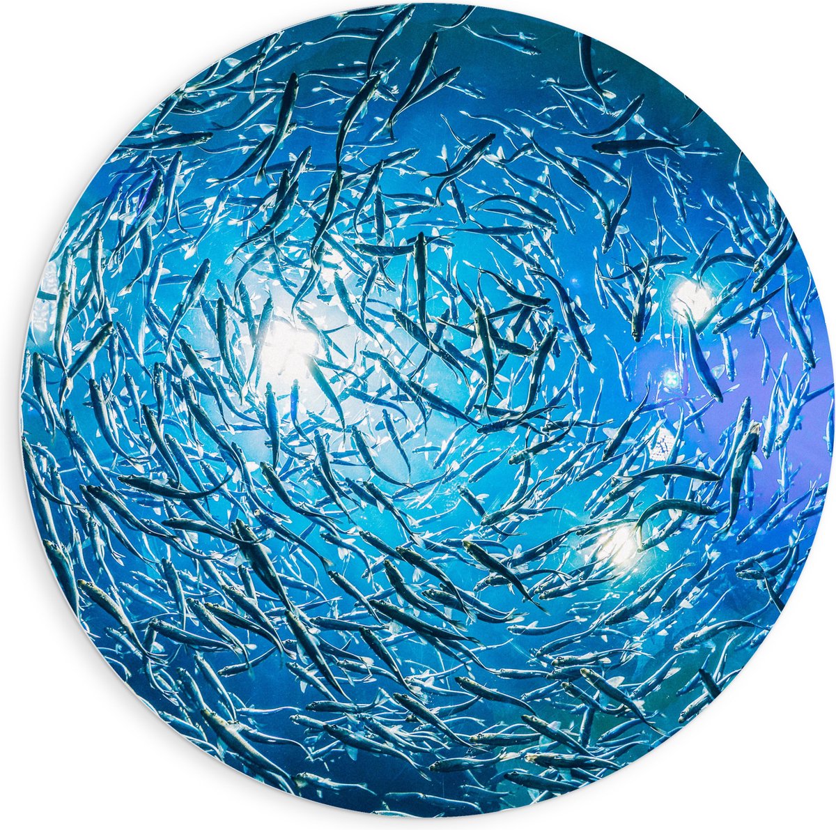 PVC Schuimplaat Muurcirkel - School Vissen in een Groot Aquarium - 90x90 cm Foto op Muurcirkel (met ophangsysteem)