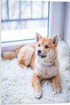 WallClassics - PVC Schuimplaat- Lichtbruine Shiba Inu Liggend op Wit Vloerkleed - 50x75 cm Foto op PVC Schuimplaat