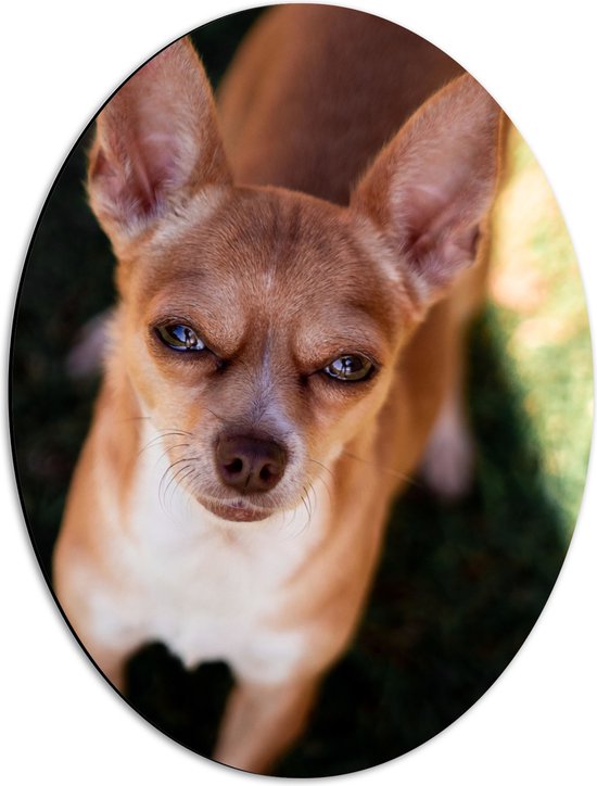 WallClassics - Dibond Ovaal - Chihuahua Puppy met Knijpende Ogen - 42x56 cm Foto op Ovaal (Met Ophangsysteem)