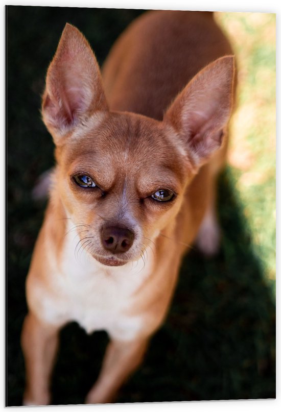 WallClassics - Dibond - Chihuahua Puppy met Knijpende Ogen - 60x90 cm Foto op Aluminium (Met Ophangsysteem)