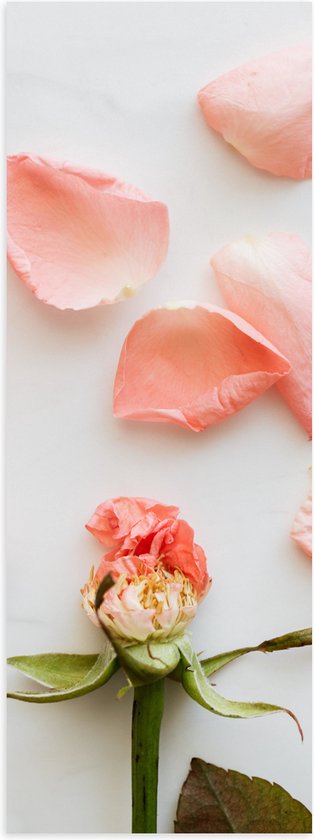 Poster Glanzend – Kale Bloem met Losse Roze Bloemblaadjes - 50x150 cm Foto op Posterpapier met Glanzende Afwerking