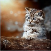 Poster Glanzend – Gestreepte Kitten achter een Boomstam - 50x50 cm Foto op Posterpapier met Glanzende Afwerking