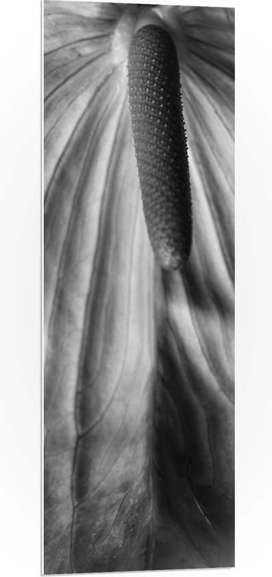 PVC Schuimplaat- Spathiphyllum Cochlearspathum Bloem - Zwart/Wit - 40x120 cm Foto op PVC Schuimplaat
