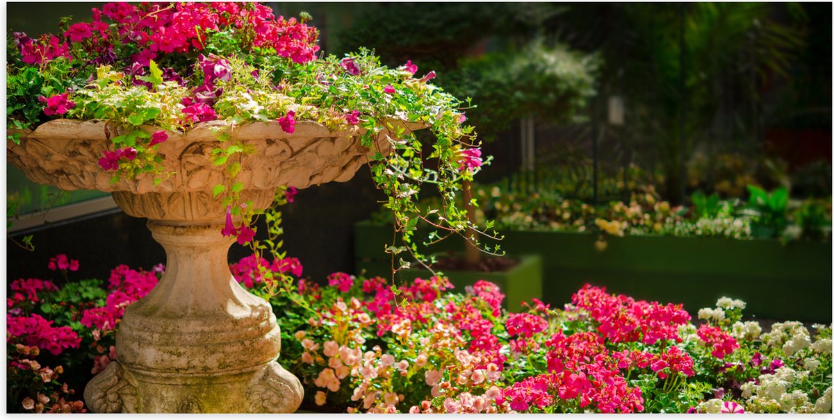 Poster Glanzend – Felroze Bloemen uit Fontein - 100x50 cm Foto op Posterpapier met Glanzen