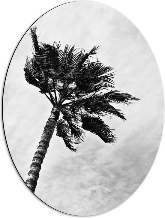 Dibond Ovaal - Harde Wind bij Palmboom - Zwart/Wit - 51x68 cm Foto op Ovaal (Met Ophangsysteem)