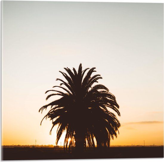 WallClassics - Acrylglas - Silhouet van Palmboom met Lange Bladeren - 50x50 cm Foto op Acrylglas (Wanddecoratie op Acrylaat)