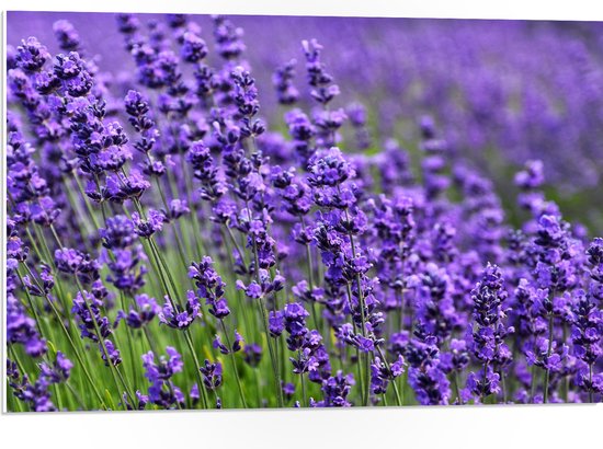 PVC Schuimplaat- Lavendel Planten op een Grasveld - 75x50 cm Foto op PVC Schuimplaat