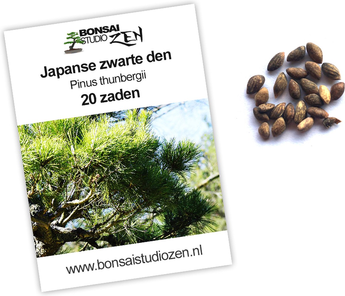 Japanse zwarte den - Pinus thunbergii - 20 zaden