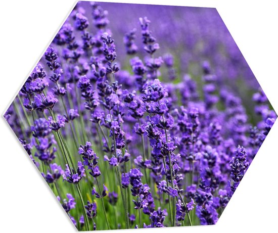 PVC Schuimplaat Hexagon - Lavendel Planten op een Grasveld - 80x69.6 cm Foto op Hexagon (Met Ophangsysteem)