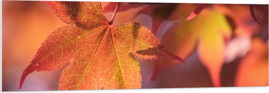 PVC Schuimplaat - Oranje Herfstbladeren - 150x50 cm Foto op PVC Schuimplaat (Met Ophangsysteem)