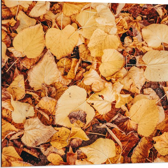 Dibond - Herfstige Bladeren op de Grond - 80x80 cm Foto op Aluminium (Met Ophangsysteem)