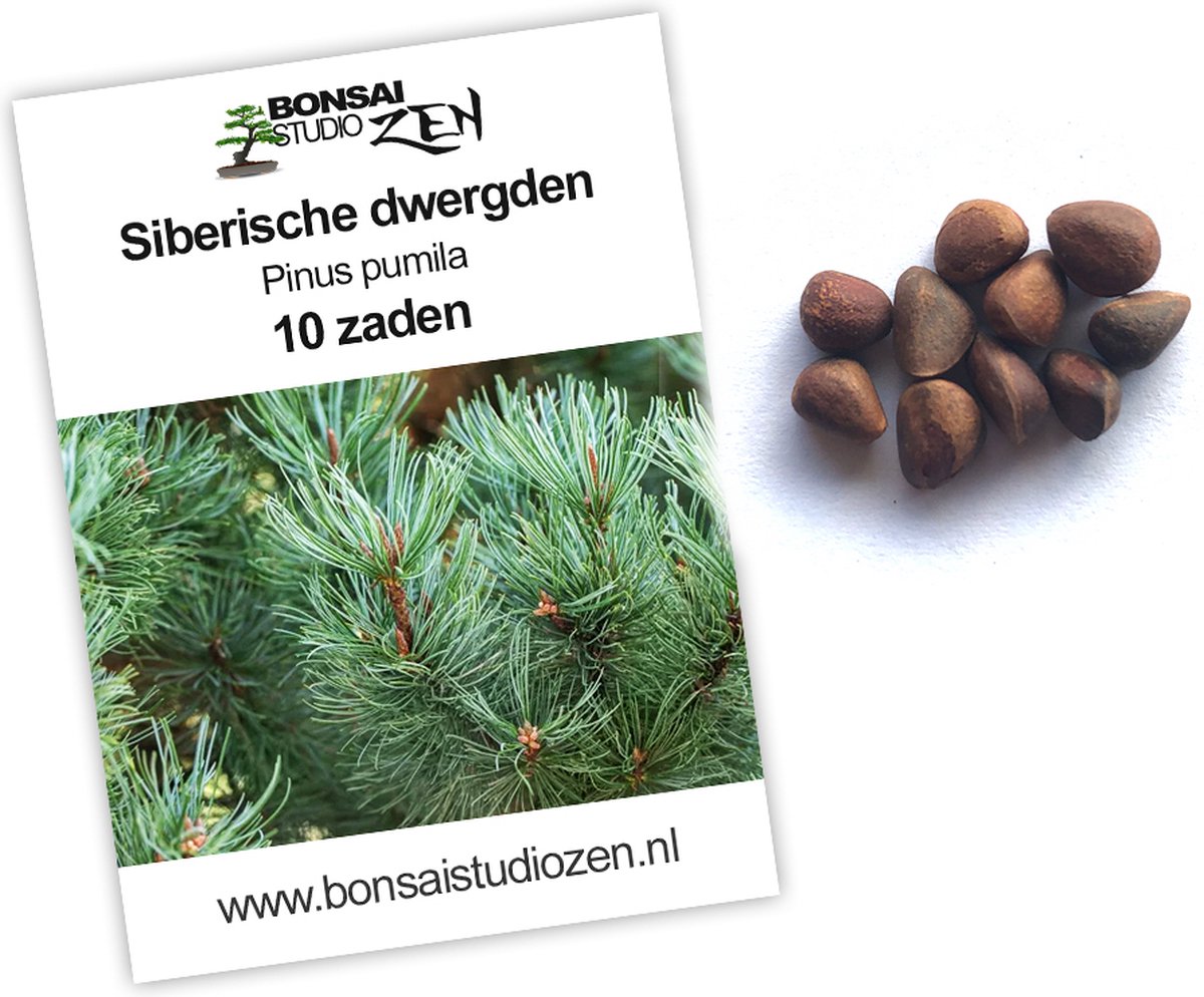 Siberische dwerg den - Pinus pumila - 10 zaden