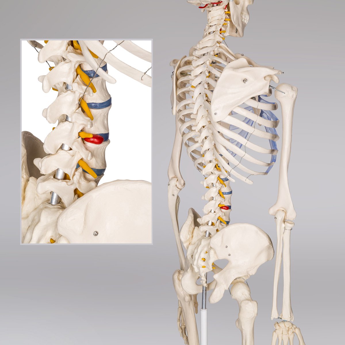 tectake® Anatomie Skelet - 181cm - Levensgroot Medisch Model op Staandaard met Wielen - Beweegbaar - Afneembare Onderdelen - incl. Poster met Spieren en Botten — afbeelding 5