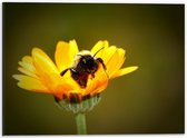 WallClassics - Dibond - Hommel op een Bloem - 40x30 cm Foto op Aluminium (Wanddecoratie van metaal)
