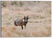 Dibond - Aankijkend Zwijn in Droog Afrikaans Landschap - 40x30 cm Foto op Aluminium (Wanddecoratie van metaal)
