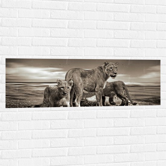 WallClassics - Muursticker - Leeuwin met haar Welpen in het Zwart Wit - 120x40 cm Foto op Muursticker
