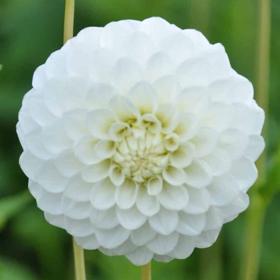 Dahlia Petra's Wedding 3 stuks