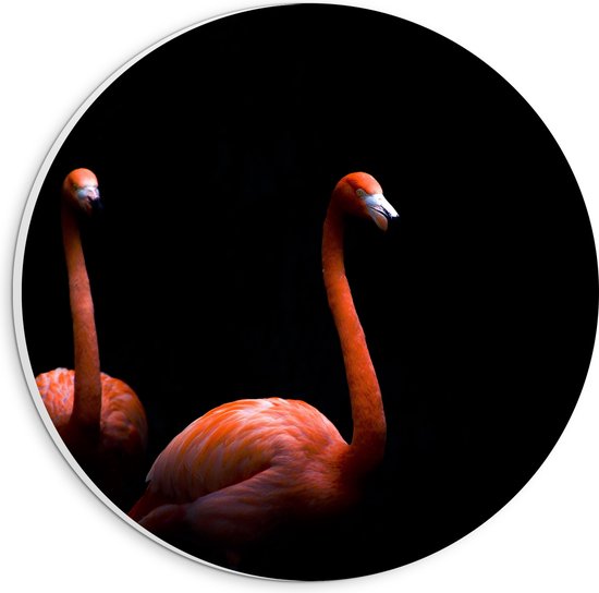 WallClassics - Plaque Mousse PVC Cercle Mural - Deux Flamants Roses sur Fond Noir - Photo 20x20 cm sur Cercle Mural (avec système d'accrochage)