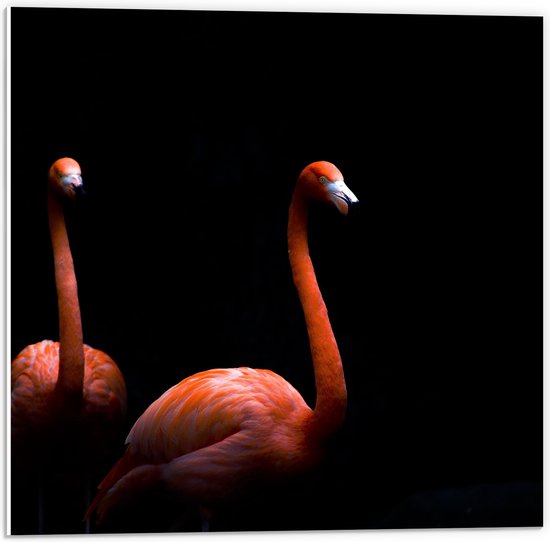 WallClassics - PVC Schuimplaat - Twee Flamingo's tegen Zwarte Achtergrond - 50x50 cm Foto op PVC Schuimplaat (Met Ophangsysteem)