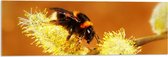 WallClassics - Acrylglas - Hommel op Gele Bloem - 90x30 cm Foto op Acrylglas (Wanddecoratie op Acrylaat)