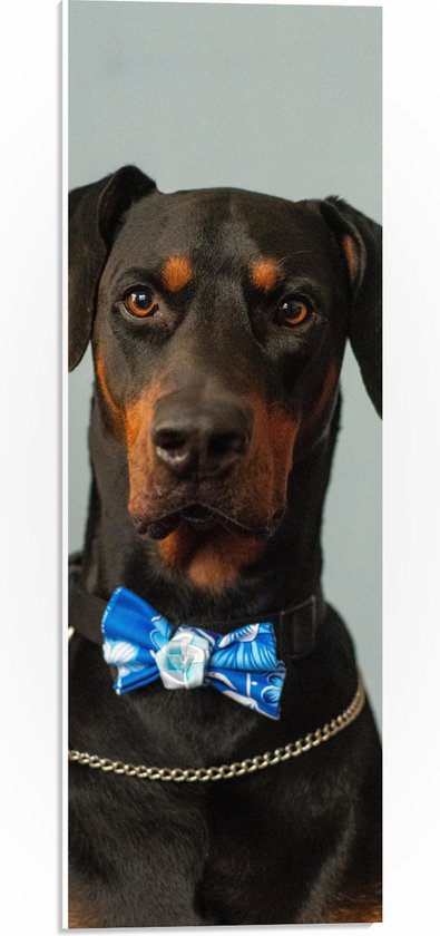 WallClassics - PVC Schuimplaat - Hond met Blauwe Strik - 20x60 cm Foto op PVC Schuimplaat (Met Ophangsysteem)
