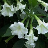 Brugmansia Wit - 3 Planten – Engelentrompet – Kuipplant – Potplant - Groenblijvend – ⌀9 cm - 25-30 cm - Garden Select