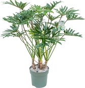 Philodendron Xantal met watermeter | grote groene kamerplant | 140cm hoog met watermeter Ø30cm