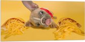 WallClassics - Vlag - Hondje tussen Frietjes met Gele Achtergrond - 100x50 cm Foto op Polyester Vlag