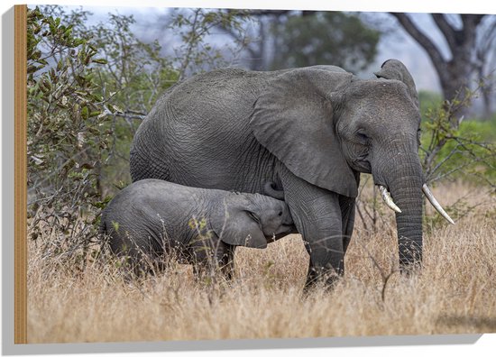 Hout - Babyolifant drinkend bij Moederolifant tussen Hoge Droge Grassen - 75x50 cm - 9 mm dik - Foto op Hout (Met Ophangsysteem)