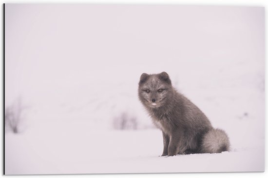 WallClassics - Dibond - Renard Assis dans la Neige - Renard Arctique - Photo 60x40 cm sur Aluminium (Avec Système d'accrochage)
