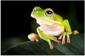 Poster Glanzend – Gifgroene Kikker met Grote Ogen op Donkergroen Blad - 120x80 cm Foto op Posterpapier met Glanzende Afwerking