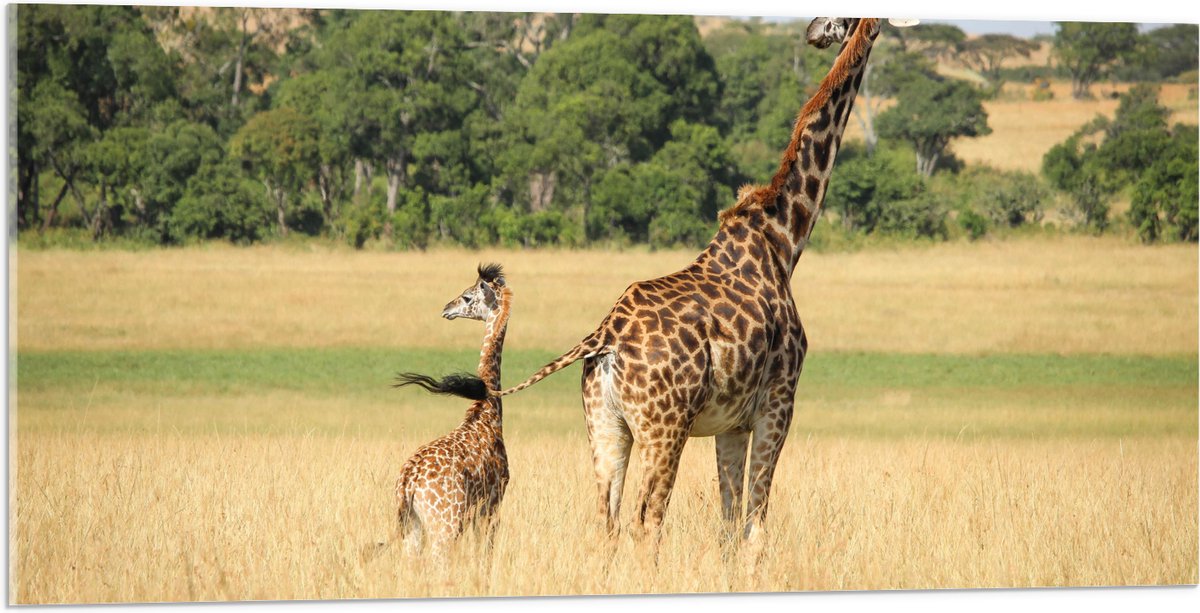 Acrylglas - Lopende Giraffe en Baby Giraffe - 100x50 cm Foto op Acrylglas (Met Ophangsysteem)