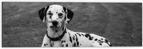 WallClassics - Dibond - Liggende Dalmatier Hond in het Zwart Wit - 60x20 cm Foto op Aluminium (Wanddecoratie van metaal)